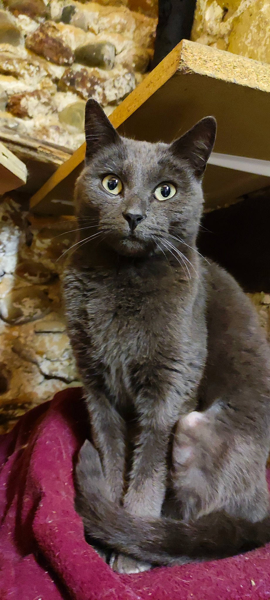 Isis a rejoint le concours — aidez-le/la à gagner de superbes lots ! carnivore, cat, domestic_short_haired_cat, felidae, fur, grey, russian_blue, small_to_medium_sized_cats, snout, terrestrial_animal, whiskers, window