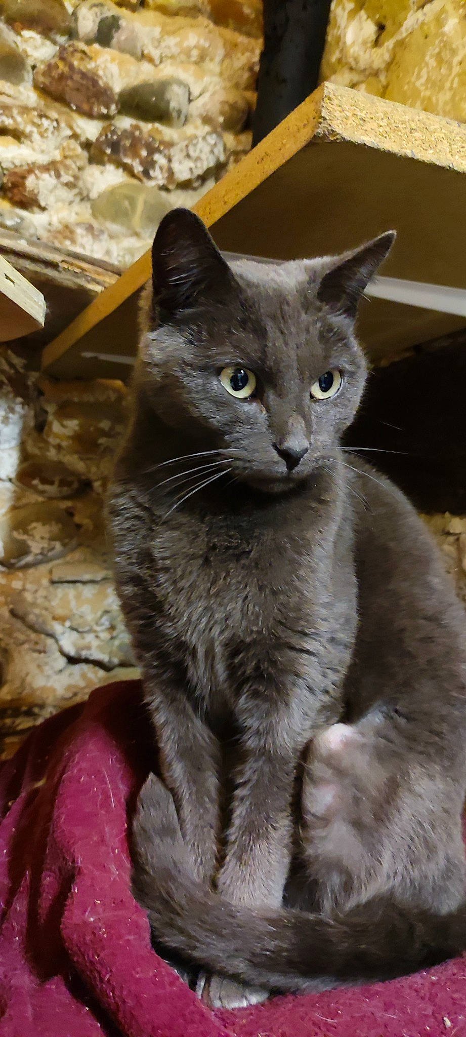 Isis a rejoint le concours — aidez-le/la à gagner de superbes lots ! carnivore, cat, domestic_short_haired_cat, eye, felidae, fur, grey, russian_blue, small_to_medium_sized_cats, snout, terrestrial_animal, vertebrate, whiskers, window