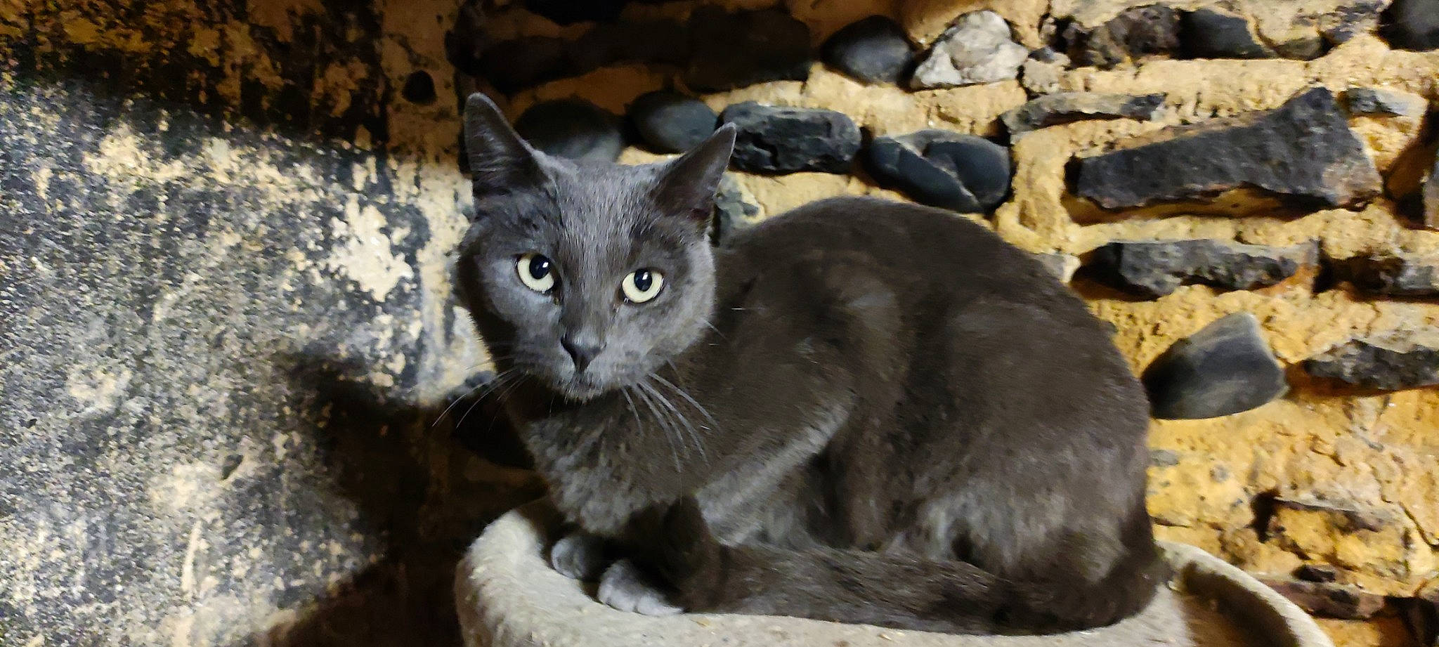 Isis a rejoint le concours — aidez-le/la à gagner de superbes lots ! carnivore, cat, domestic_short_haired_cat, felidae, fur, grey, russian_blue, sitting, small_to_medium_sized_cats, snout, terrestrial_animal, whiskers, window