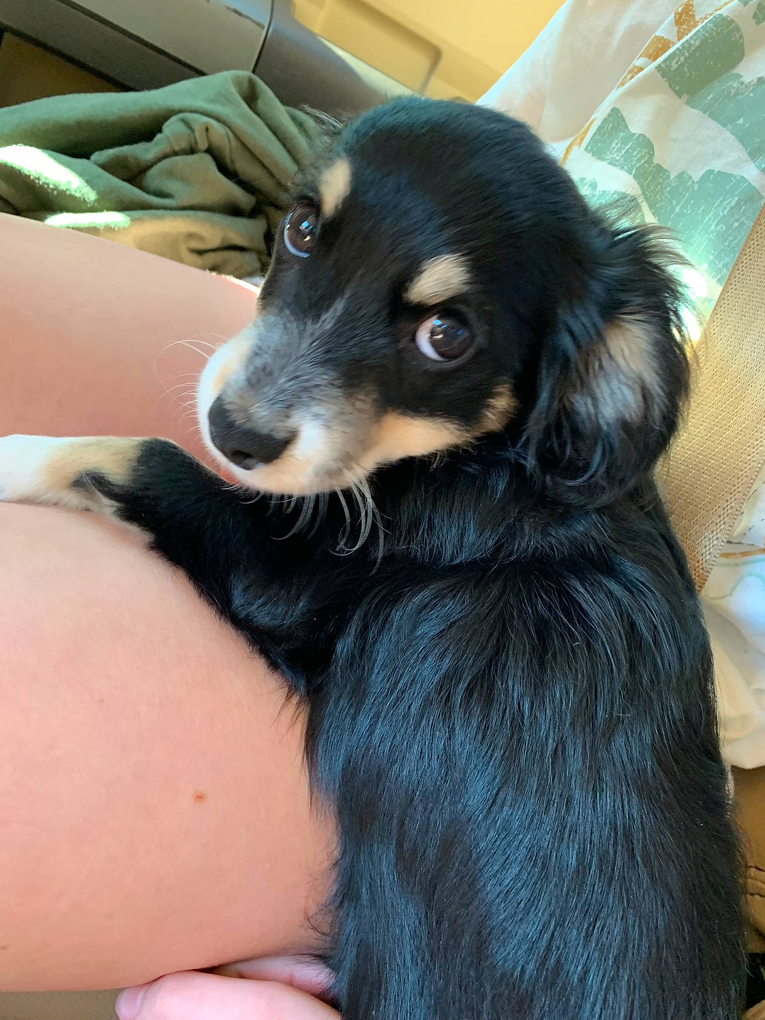 Luna joined the competition — help win amazing prizes! borador, canidae, carnivore, comfort, companion_dog, dog, dog_breed, ear, electric_blue, fur, gesture, human_leg, puppy, sitting, snout, sporting_group, whiskers, working_animal, working_dog