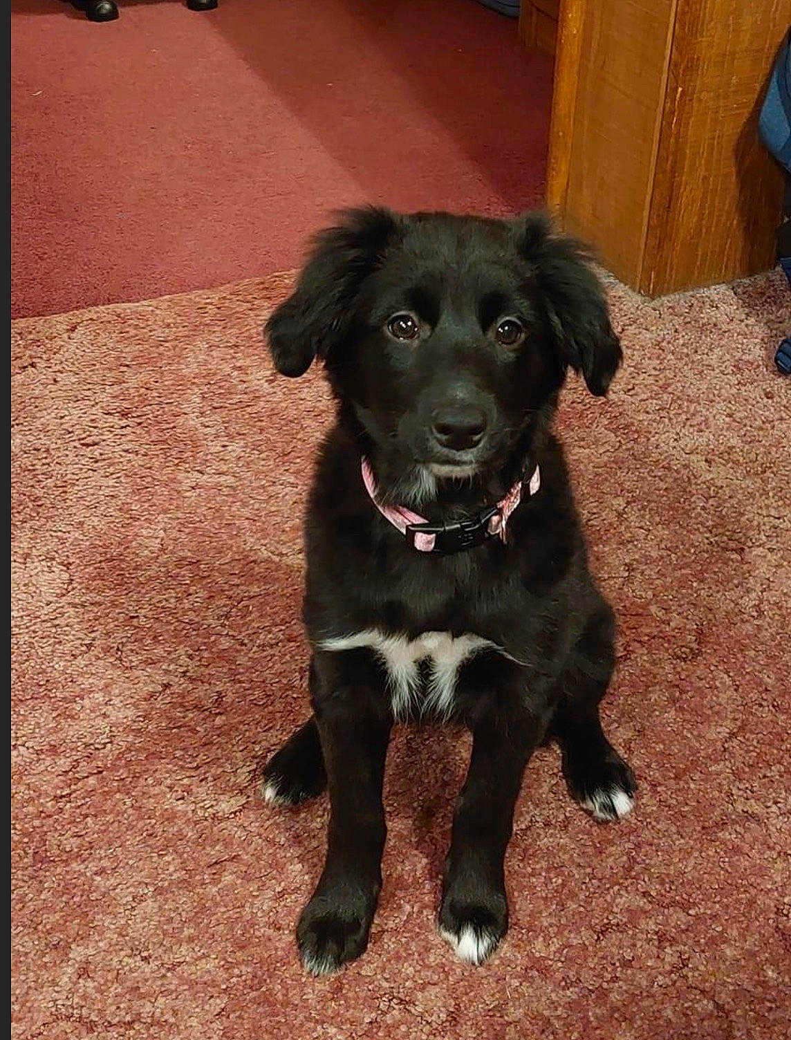 Marlie is registered to the contest to win money with this photo: borador, canidae, carnivore, collar, companion_dog, dog, dog_breed, dog_collar, flooring, fur, gun_dog, liver, retriever, snout, sporting_group, tail, terrestrial_animal, tire, wheel, working_animal