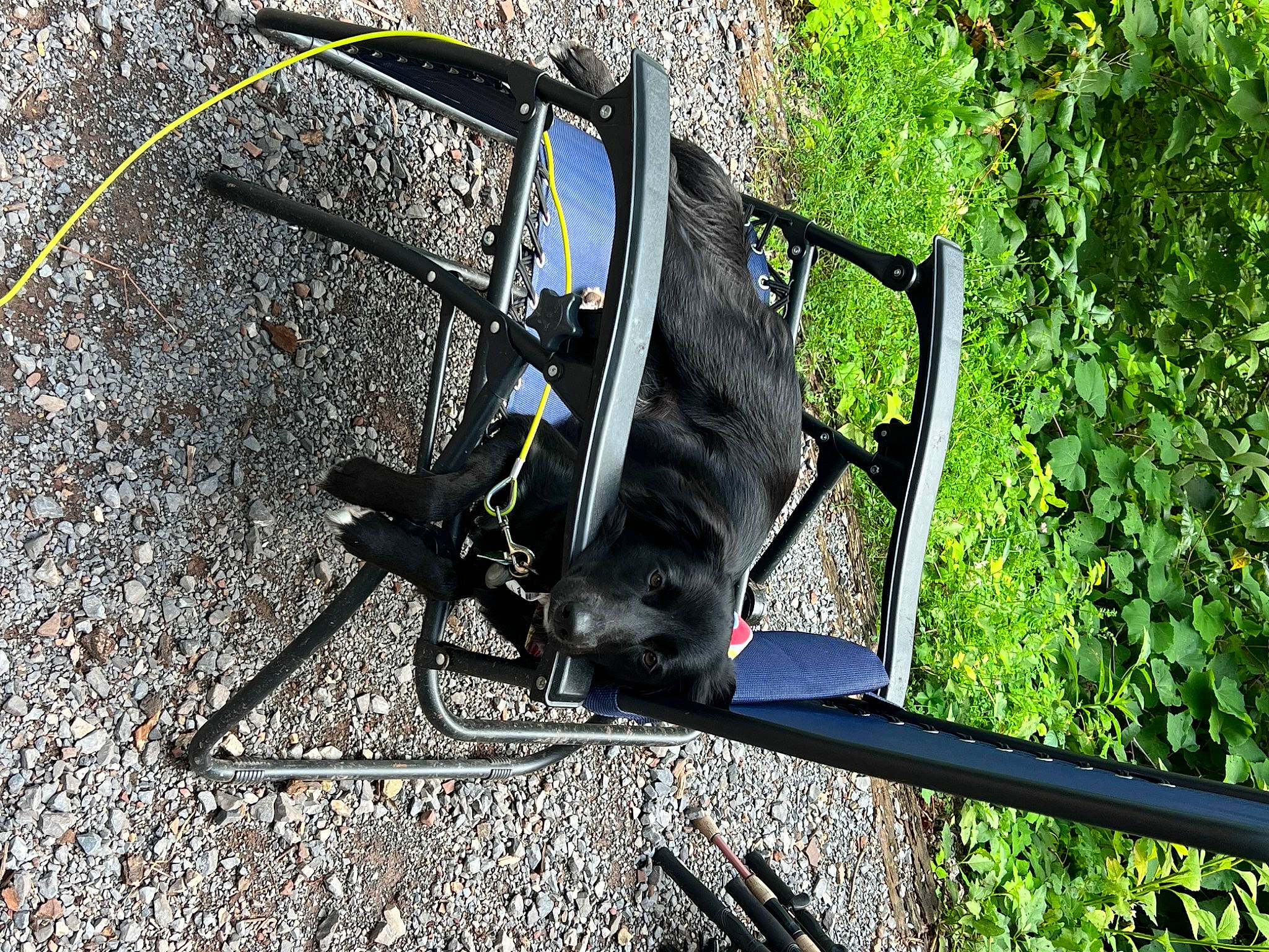 Marlie is registered to the contest to win money with this photo: auto_part, automotive_exterior, automotive_tire, automotive_wheel_system, bicycle_accessory, bicycle_fork, bicycle_frame, bicycle_handlebar, bicycle_part, bicycle_tire, grass, motor_vehicle, plant, rim, road_bicycle, spoke, sports_equipment, tire, tree, vehicle_door