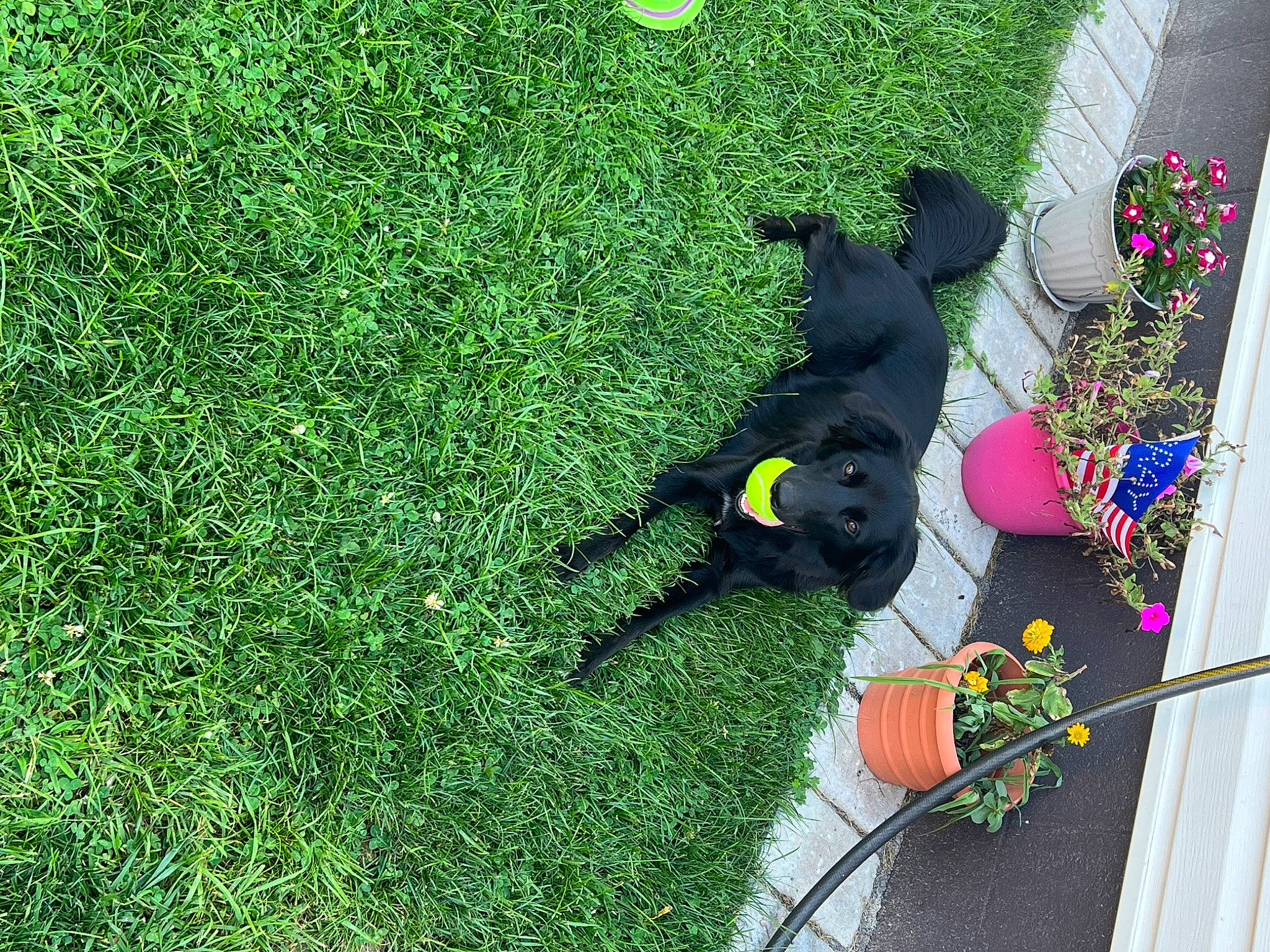 Marlie joined the competition — help win amazing prizes! annual_plant, carnivore, companion_dog, dog, dog_breed, flooring, flower, garden, grass, green, groundcover, lawn, petal, plant, shadow, shrub, sporting_group, tail, tints_and_shades, toy