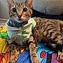 cat, tabby, pet, cute, collar, bell, shirt, clothing, indoor, feline, animal, resting, colorful, blanket, pattern, ears, whiskers, paws, wide_eyes, fur
