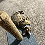 cat, tabby, playful, carpet, scratching_post, toy, indoor, pet, animal, fur, whiskers, ears, curious, paw, blue_collar, feline, relaxed, household, cute, looking_up
