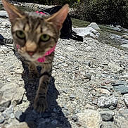 Rina is registered to the contest to win money with this photo: cat, outdoor, river, rocks, nature, animal, tabby_cat, collar, walking, curious, daylight, greenery, trees, water, wildlife, closeup, blurry, pet, adventure, sunlight