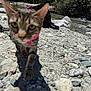 cat, outdoor, river, rocks, nature, animal, tabby_cat, collar, walking, curious, daylight, greenery, trees, water, wildlife, closeup, blurry, pet, adventure, sunlight