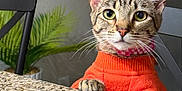 Rina is registered to the contest to win money with this photo: cat, tabby, orange_sweater, paws, granite_countertop, indoor, chair, plant, curious, pet, feline, whiskers, ears, nose, eyes, fur, domestic_cat, table, looking_up, cozy
