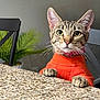 cat, tabby, orange_sweater, paws, granite_countertop, indoor, chair, plant, curious, pet, feline, whiskers, ears, nose, eyes, fur, domestic_cat, table, looking_up, cozy