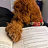 Bentley joined the competition — help win amazing prizes! bed, blanket, book, brown_fur, close_up, companion, cozy, curly_fur, dog, homework, indoor, living_room, mammal, paw, paw_on_book, pet, print_text, reading, relaxed, textbook