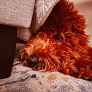 Bentley joined the competition — help win amazing prizes! bed, carpet, close_up, cozy, curly_fur, cute, dog, doodle, eye, fur, furniture, indoors, lying_down, muzzle, nose, pet, poodle, portrait, red_fur, whiskers