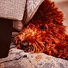 bed, carpet, close_up, cozy, curly_fur, cute, dog, doodle, eye, fur, furniture, indoors, lying_down, muzzle, nose, pet, poodle, portrait, red_fur, whiskers