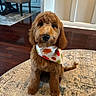 Bentley joined the competition — help win amazing prizes! adorable, area_rug, bandana, brown_fur, dining_chair, dining_table, dog, doodle, eyes, fall_bandana, fluffy_fur, goldendoodle, hardwood_floor, home_interior, indoor, leaf_pattern, nose, puppy, rug, sitting