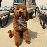 Bentley joined the competition — help win amazing prizes! dog, goldendoodle, pet, bandana, fur, smile, outdoor, patio, lounge_chair, cushion, concrete, shadow, brick_wall, window, backyard, sunlight, portrait, sitting, mammal, domestic_animal