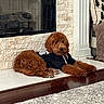 cozy, dog, fireplace, goldendoodle, hardwood_floor, hearth, hoodie, indoor, living_room, mantle, paws, pet, pillow, red_fur, relaxed, rug, stone_wall, sweater, throw_blanket, tiled_floor