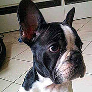 PANDA idole a rejoint le concours — aidez-le/la à gagner de superbes lots !