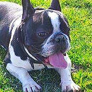 Panda participe au concours pour gagner de l'argent avec cette photo :