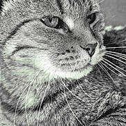 Chipie participe au concours pour gagner de l'argent avec cette photo : animal, black_and_white, calm, cat, close_up, cute, detail, feline, fur, indoor, mammal, nose, pet, portrait, relaxed, resting, sleepy, soft_texture, tabby, whiskers