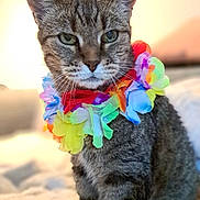 Chipie participe au concours pour gagner de l'argent avec cette photo : animal, bed, blanket, cat, close_up, collar, colorful, domestic_cat, ears, fur, green_eyes, indoor, lei, looking_at_camera, pet, portrait, relaxed, sitting, tabby_cat, whiskers