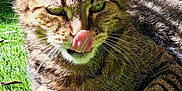 Chipie participe au concours pour gagner de l'argent avec cette photo : animal, cat, close_up, daylight, ears, feline, fur, garden, grass, greenery, nature, outdoor, paw, pet, relaxed, sunlight, tabby_cat, tongue_out, tree, whiskers