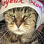Chipie participe au concours pour gagner de l'argent avec cette photo : cat, tabby_cat, close_up, santa_hat, holiday, christmas, festive, animal, pet, whiskers, fur, face, green_eyes, expression, hat, costume, indoor, person_partial, celebration, seasonal