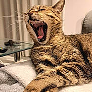 Chipie a rejoint le concours — aidez-le/la à gagner de superbes lots ! cat, tabby, yawning, feline, pet, whiskers, fur, claws, blanket, indoor, cozy, home, relaxed, sleepy, animal, paw, mouth, tongue, curtains, table