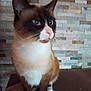 cat, siamese_cat, pet, animal, feline, blue_eyes, whiskers, sitting, indoor, stone_wall, fur, paws, muzzle, ears, nose, portrait, looking_away, domestic_cat, cute, alert