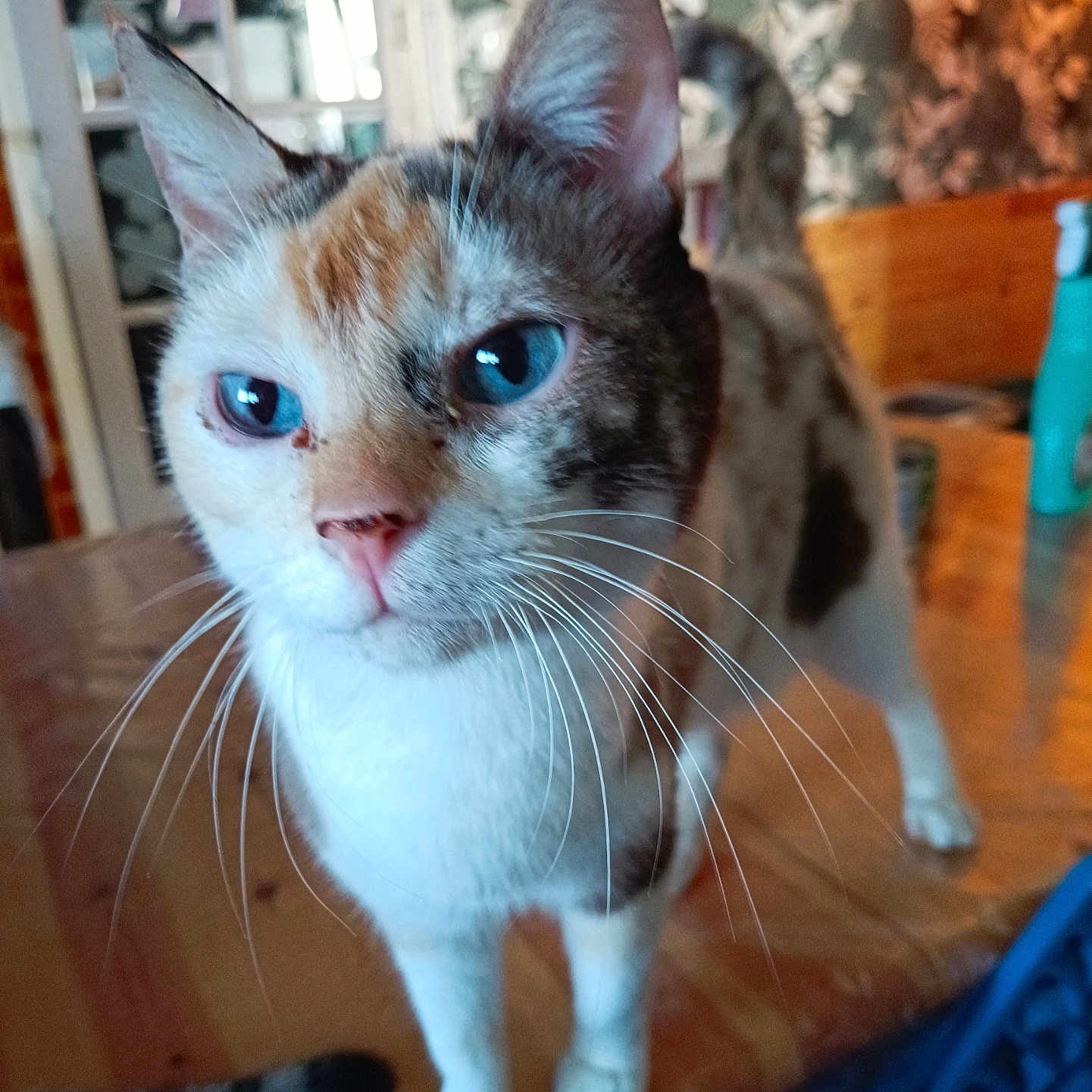 Rebelle a rejoint le concours — aidez-le/la à gagner de superbes lots ! animal_portrait, blue_eyes, cat, close_up, curious, domestic_animal, ears, feline, focus_on_face, fur, household, indoor, patterned_wallpaper, pet, pink_nose, standing, table, tail, whiskers, wooden_table