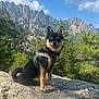 dog, harness, rock, mountains, trees, nature, outdoor, sky, clouds, happy, pet, canine, smiling, scenic, landscape, adventure, sunlight, forest, animal, cute