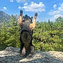 dog, harness, rock, mountains, trees, sky, clouds, outdoor, nature, pet, animal, paws, hand, scenery, sunlight, forest, playful, standing, reaching, daytime