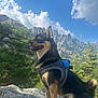 dog, outdoor, mountain, sky, cloud, rock, harness, nature, pet, animal, forest, tree, sunlight, canine, landscape, happy, tongue_out, ears_up, small_dog, scenery