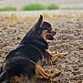 dog, animal, pet, outdoor, sand, tongue_out, black_and_tan, lying_down, happy, nature, canine, small_dog, grass, blurred_background, relaxing, side_view, ears_up, fur, panting, daylight