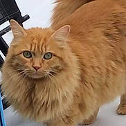 Simba participe au concours pour gagner de l'argent avec cette photo : cat, orange_cat, fluffy, green_eyes, snow, winter, outdoor, animal, pet, feline, mane, fur, tail, standing, looking, curious, chair, blue_object, background, nature