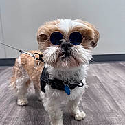Mac joined the competition — help win amazing prizes! adorable, animal, blue_sunglasses, canine, companion, cool, cute, dog, fashion, fluffy, harness, indoor, leash, pet, portrait, small_dog, standing, sunglasses, white_and_brown_fur, wooden_floor