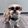 adorable, animal, blue_sunglasses, canine, companion, cool, cute, dog, fashion, fluffy, harness, indoor, leash, pet, portrait, small_dog, standing, sunglasses, white_and_brown_fur, wooden_floor