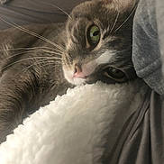 Apollo joined the competition — help win amazing prizes! bed, bedding, calm, cat, close_up, cozy, cute, domestic_animal, feline, fluffy_blanket, green_eyes, grey_cat, indoor, pet, relaxation, resting, sleepy, soft_texture, whiskers, white_blanket