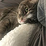 bed, bedding, calm, cat, close_up, cozy, cute, domestic_animal, feline, fluffy_blanket, green_eyes, grey_cat, indoor, pet, relaxation, resting, sleepy, soft_texture, whiskers, white_blanket