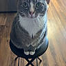 Apollo is registered to the contest to win money with this photo: animal, cat, cozy, curious_eyes, domestic_cat, ears, feline, floor, gray_cat, household, indoor, kitchen, looking_at_camera, pet, sitting, stool, tail, whiskers, white_paws, wooden_floor