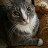 Apollo joined the competition — help win amazing prizes! alert, animal, cat, close_up, curious, cute, domestic_cat, floor, furniture, gray_cat, green_eyes, indoor, lying_down, paw, pet, plush_toy, resting, soft_texture, whiskers, white_fur
