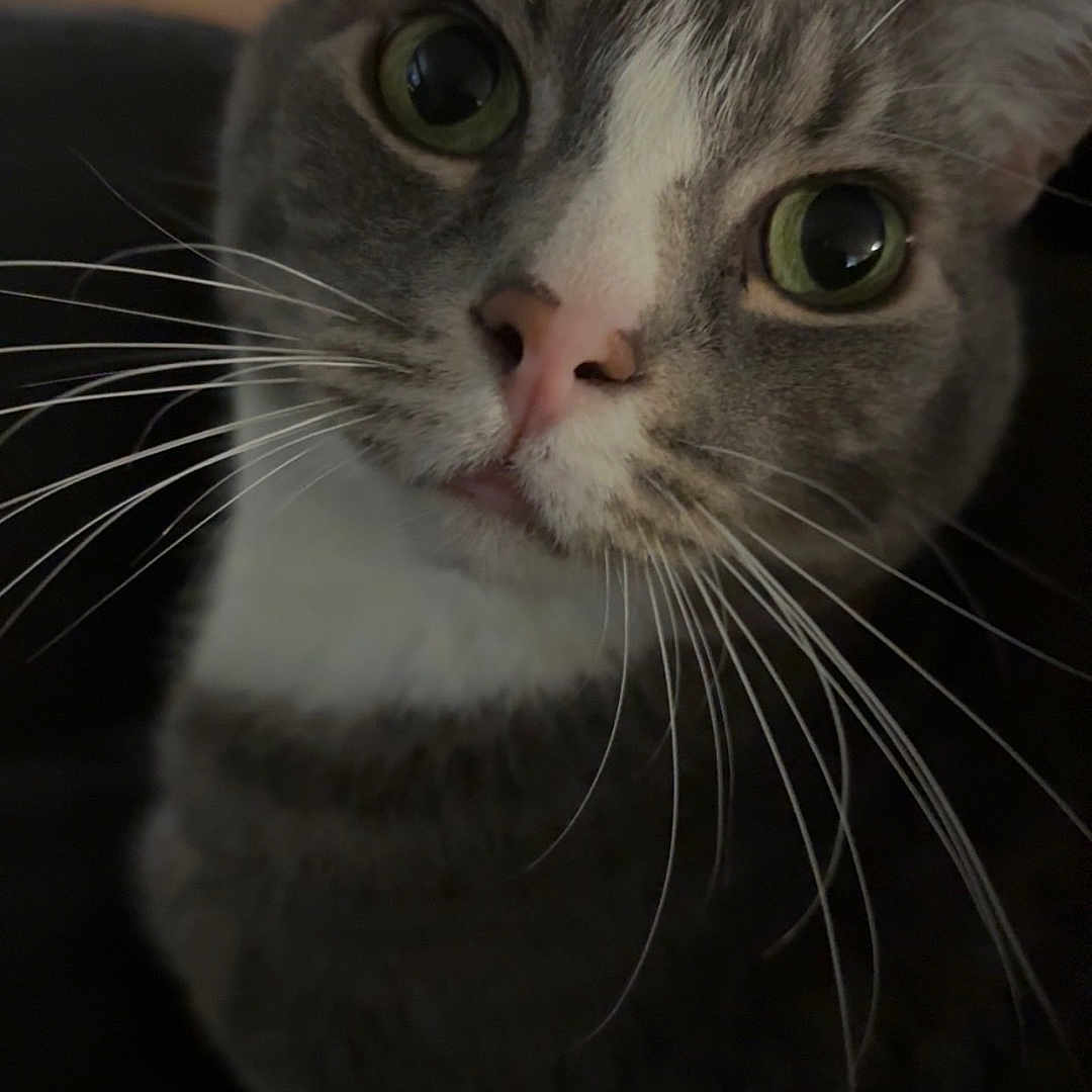Apollo
