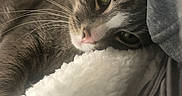 Apollo joined the competition — help win amazing prizes! blanket, cat, close_up, comfort, cozy, cushion, ear, feline, fur, gray_cat, green_eyes, home, indoor, nose, pet, relaxed, resting, sleepy, soft_texture, whiskers