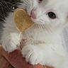 Baby Snow participe au concours pour gagner de l'argent avec cette photo : cat, kitten, white_cat, fluffy, pet, animal, heart_shaped_treat, treat, whiskers, blue_eyes, pink_nose, paws, fur, close_up, portrait, hand, holding, indoor, cute, playful