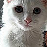 cat, kitten, white_cat, pet, animal, feline, fluffy, fur, whiskers, ears, eyes, portrait, close_up, indoors, curious, cute, adorable, white_fur, looking_at_camera, pet_photography