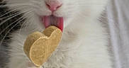 Baby Snow a rejoint le concours — aidez-le/la à gagner de superbes lots ! cat, white_cat, fluffy, feline, pet, animal, close_up, portrait, pink_nose, pink_tongue, whiskers, large_eyes, heart_shaped_treat, biscuit, snacking, licking, paws, fur, being_held, cute
