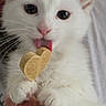 cat, white_cat, fluffy, feline, pet, animal, close_up, portrait, pink_nose, pink_tongue, whiskers, large_eyes, heart_shaped_treat, biscuit, snacking, licking, paws, fur, being_held, cute