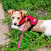 Jade joined the competition — help win amazing prizes! dog, puppy, grass, leash, harness, outdoor, pet, animal, cute, small_dog, walking, greenery, curious, nature, sidewalk, young_dog, playful, canine, resting, summer