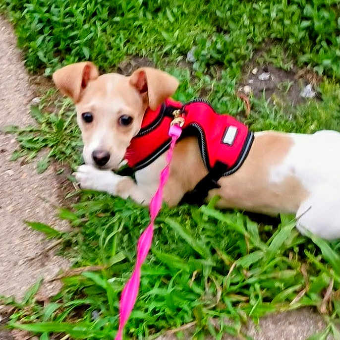 Jade joined the competition — help win amazing prizes! dog, puppy, grass, leash, harness, outdoor, pet, animal, cute, small_dog, walking, greenery, curious, nature, sidewalk, young_dog, playful, canine, resting, summer