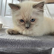 Peanut joined the competition — help win amazing prizes! kitten, cat, blue_eyes, fluffy, fur, whiskers, cat_tree, gray, soft, indoor, pet, animal, closeup, cute, young, resting, portrait, feline, small, adorable