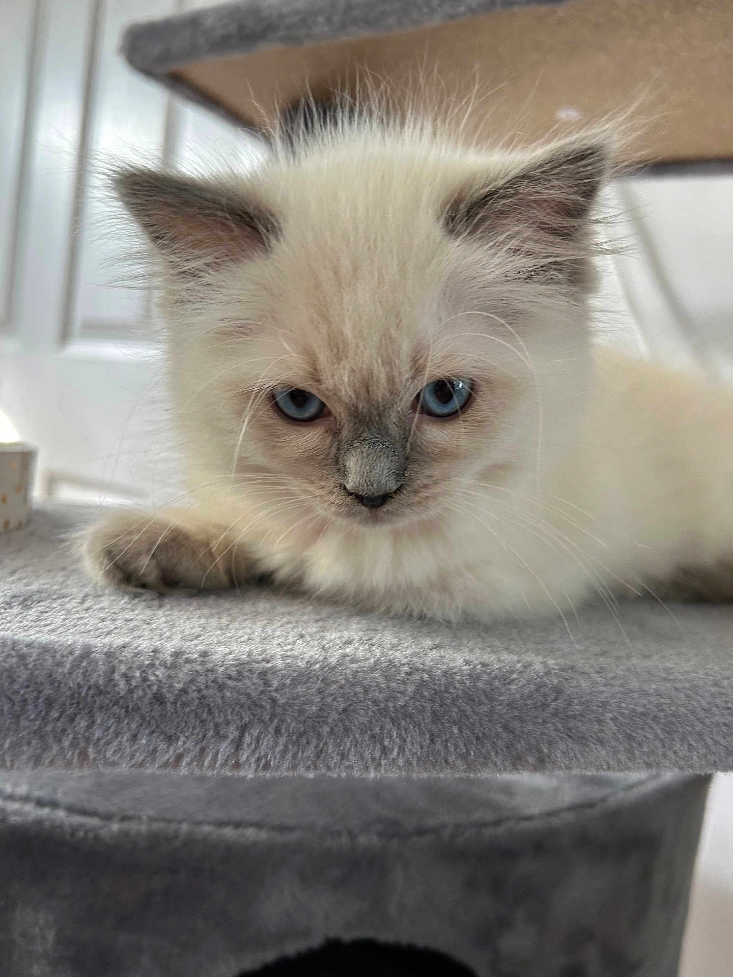 Peanut joined the competition — help win amazing prizes! kitten, cat, blue_eyes, fluffy, fur, whiskers, cat_tree, gray, soft, indoor, pet, animal, closeup, cute, young, resting, portrait, feline, small, adorable