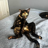 Jade joined the competition — help win amazing prizes! tortoiseshell_cat, cat, feline, pet, bed, blanket, indoor, relaxed, lounging, quirky_pose, green_eyes, whiskers, tail, paw, bedroom, wall, door, sibling_cat, curled, fur_pattern